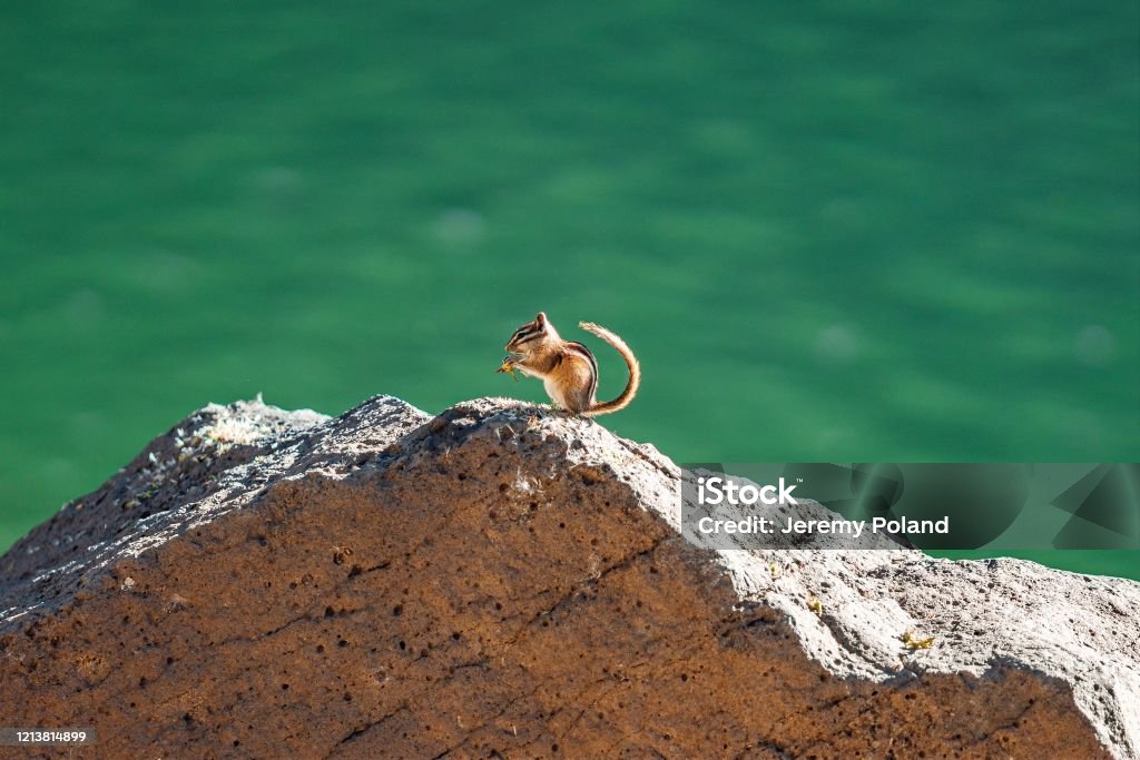 Cute Chipmunk Eating On a Rock at Grand Mesa Lakes In Beautiful Western Colorado Fat Dormouse Stock Photo