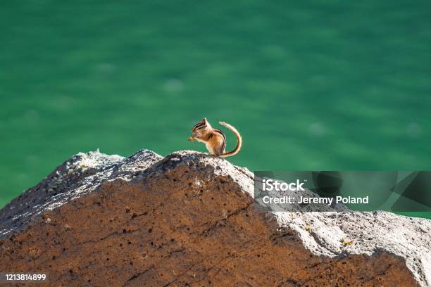 Cute Chipmunk Eating On A Rock At Grand Mesa Lakes In Beautiful Western Colorado Stock Photo - Download Image Now