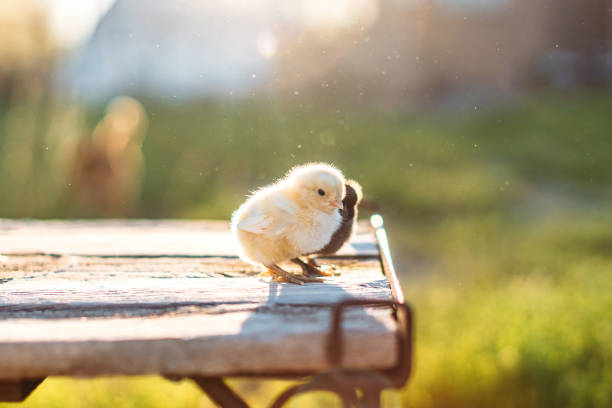 Cute Tiny Fluffy Baby Chicken Chicks During an Easter Shoot In Beautiful Palisade Western Colorado