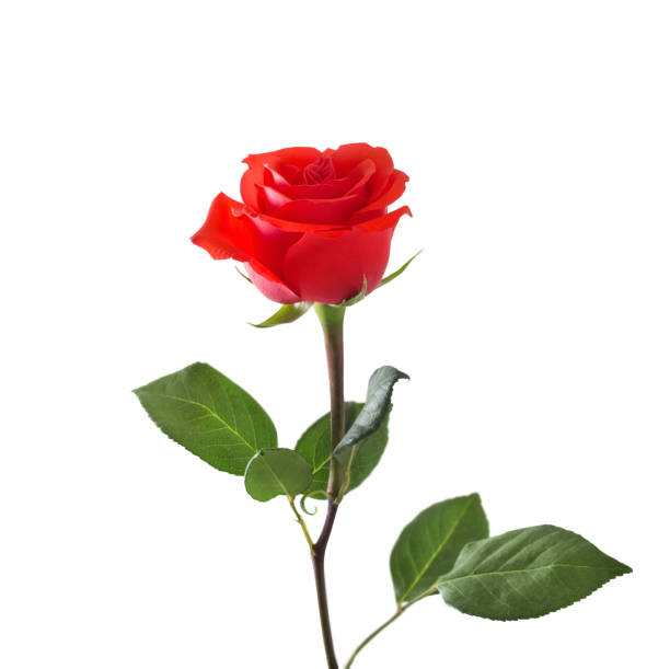 istock red rose isolated on white background 1213816649