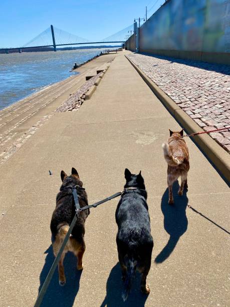 istock Three dogs walking along the Mississippi river front 1213817056