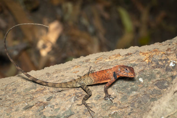 istock Image of a chameleon on nature background. Reptile. Animal. 1213820027