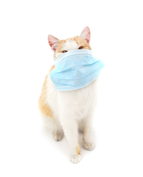 istock Cat in medical mask. 1213821241