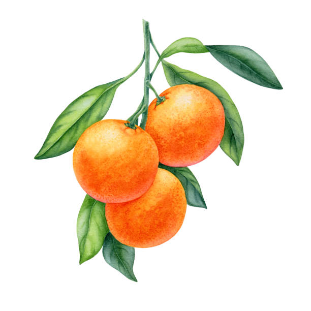 白い背景にみかんの果実の水彩画 - orange white illustrations点のイラスト素材／クリップアート素材／マンガ素材／アイコン素材