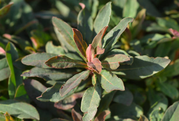 istock Wood spurge Purpurea 1213822056