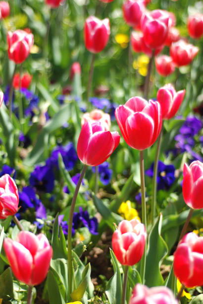 istock Garden of tulips 121382364