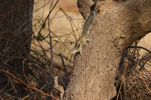 istock A female squirrel sitting on neem stem in forest 1213824532