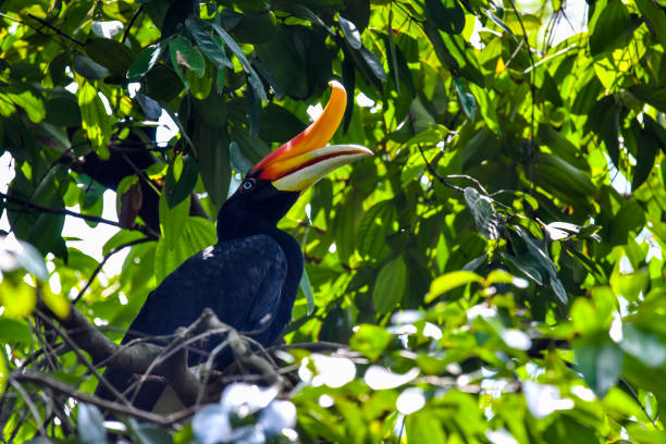 Rhinoceros Hornbill Bird Rhinoceros Hornbill. The large species of forest hornbill and can live for up to 35 years. It is found in rain forests in Borneo, Sumatra, Java, Malaysia Peninsula, Singapore, and southern Thailand. association of southeast asian nations photos stock pictures, royalty-free photos & images