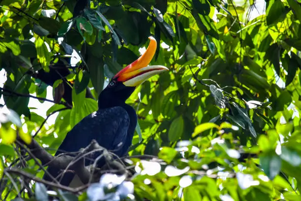 Rhinoceros Hornbill. The large species of forest hornbill and can live for up to 35 years. It is found in rain forests in Borneo, Sumatra, Java, Malaysia Peninsula, Singapore, and southern Thailand.