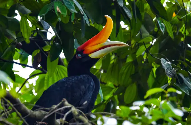 Rhinoceros Hornbill. The large species of forest hornbill and can live for up to 35 years. It is found in rain forests in Borneo, Sumatra, Java, Malaysia Peninsula, Singapore, and southern Thailand.