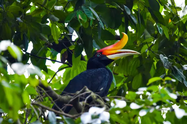 Rhinoceros Hornbill. The large species of forest hornbill and can live for up to 35 years. It is found in rain forests in Borneo, Sumatra, Java, Malaysia Peninsula, Singapore, and southern Thailand.