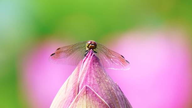 istock I love beautiful lotus 1213826729