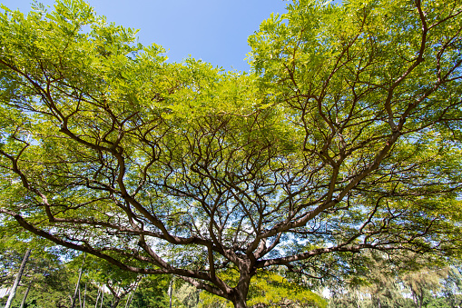 Native tree in a park in Oahu Hawaii