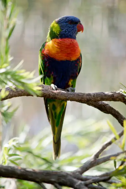 the rainbow lorikeet is a beautiful colorful bird