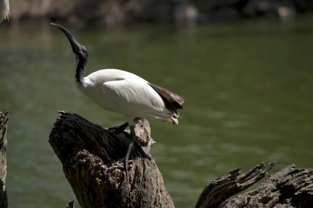 istock this is a side view of a white ibis 1213828756