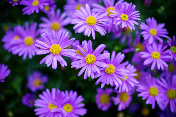 istock Close up of purple daisy background 1213829285