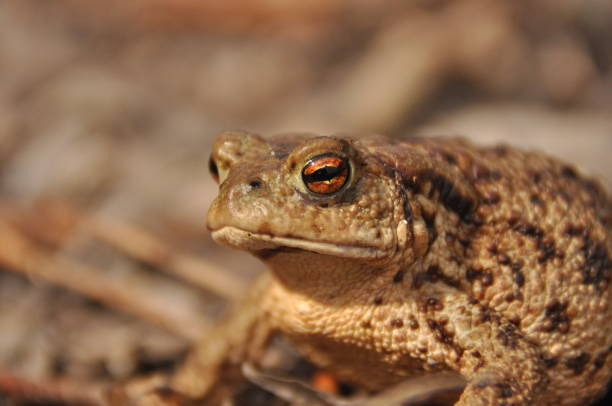 istock Toad. Amphibian during the spring awakening and mating 1213830326
