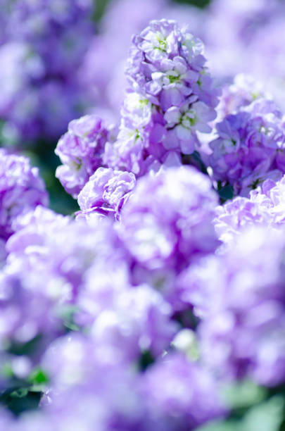 Beautiful spring stock in Japan has bloomed