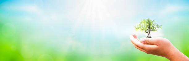 istock Earth Day concept: hands holding big  plant over green  background 1213831929
