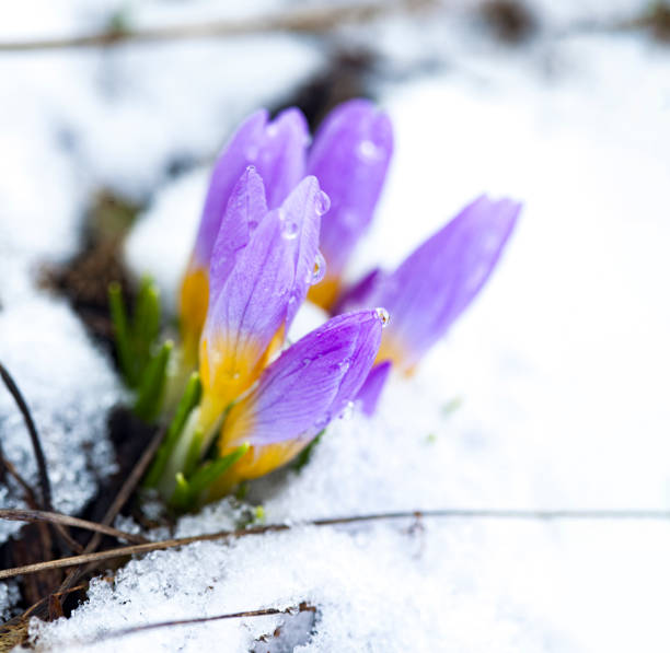 istock Crocus in the snow-covered garden, snowdrop flower 1213833017