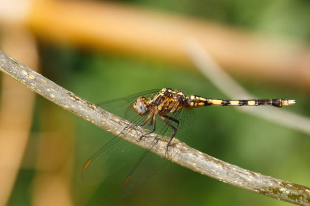 istock Dragonfly In Rainforest Madagascar Wildlife 1213833932