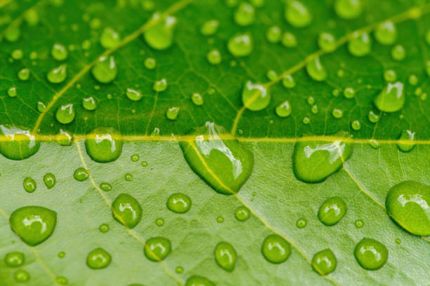 istock water drops on green plant leaf 1213833937