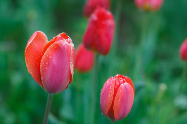 istock Red tulips after the rain 1213834109