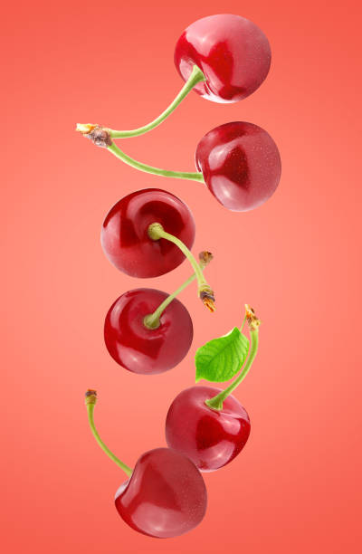 Falling fresh cherries isolated on red background stock photo