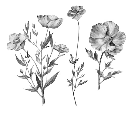 pencil floral illustration