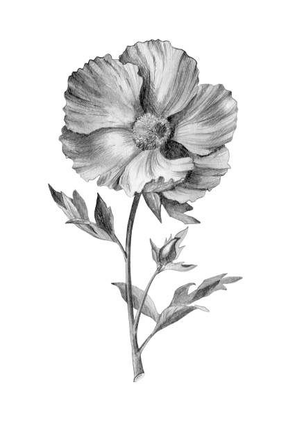 istock Hand drawn botanical illustration. Pencil drawn poppies isolated on white. Flowers for posters, postcards, design, wallpaper 1213836882