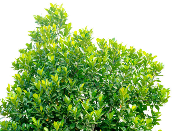 istock Leaf of Artocarpus heterophyllus Lam. isolated on white background. Clipping path. 1213838054