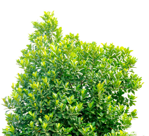 istock Leaf of Artocarpus heterophyllus Lam. isolated on white background. Clipping path. 1213838061