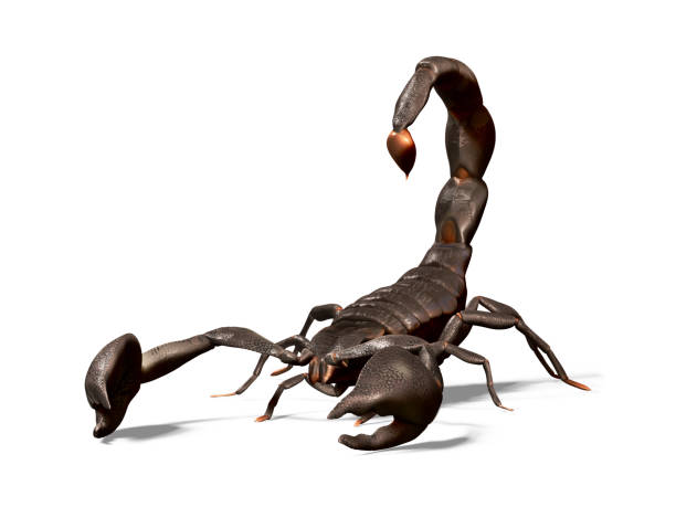 Imperial scorpion isolated on white background. Result of rendering 3d model