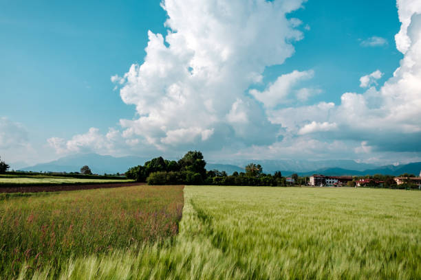 istock Fields of Friuli Venezia-Giulia 1213839055