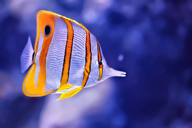 motyle - copperband butterflyfish zdjęcia i obrazy z banku zdjęć