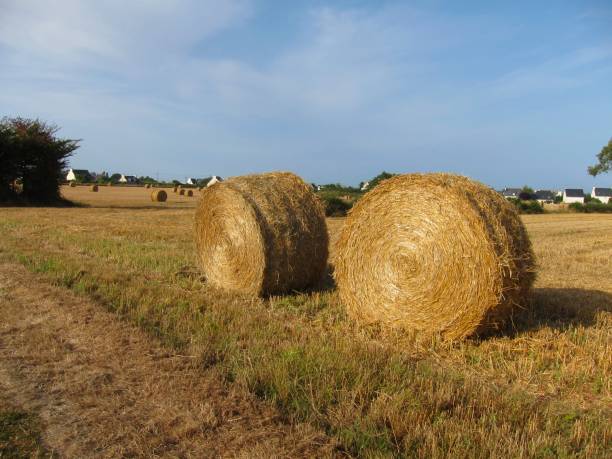 istock Round straw bales in harvested field 1213839467