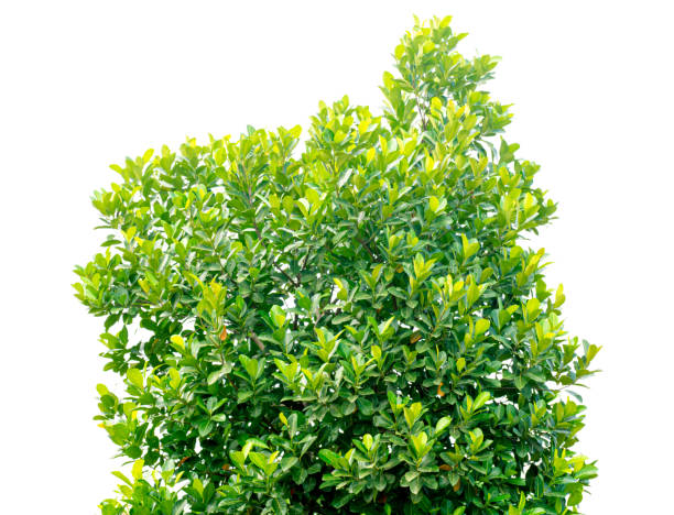 istock Leaf of Artocarpus heterophyllus Lam. isolated on white background. Clipping path. 1213839507