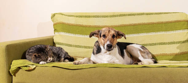 istock Dog and cat resting on green sofa in the room 1213840564