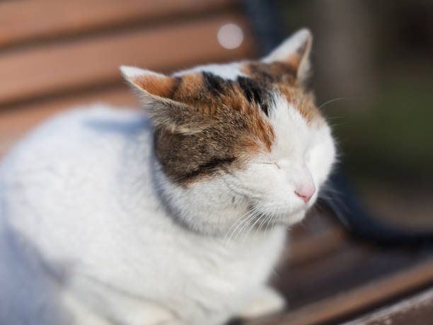 istock Homeless animal 1213840626