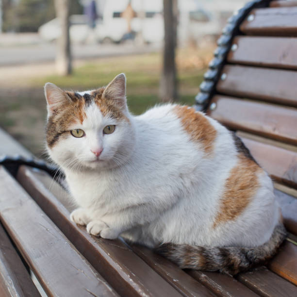 istock Homeless animal 1213840637