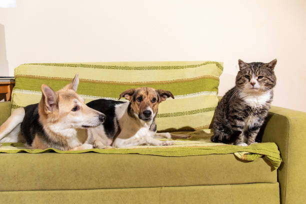 istock Dogs and sleeping cat resting on sofa 1213840642