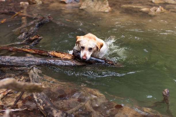istock Domestic animal on open air 1213840727