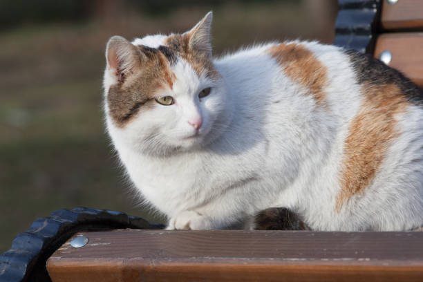 istock Homeless animal 1213840748