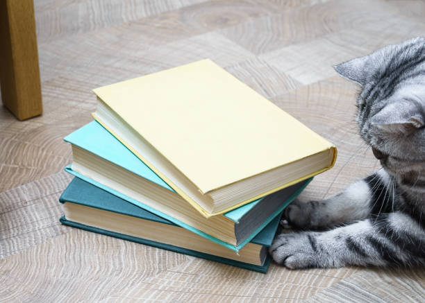 istock Cute little cat with books on light wooden background 1213841788