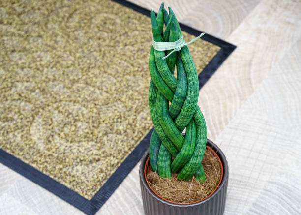 Sansevieria is cylindrical in the shape of a pigtail. Life style. Sansevieria is cylindrical in the shape of a pigtail. Lifestyle. sanseveria trifasciata photos stock pictures, royalty-free photos & images