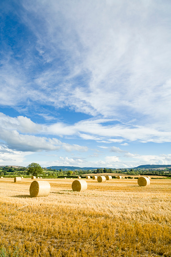 Circular hay bales or rolls of straw in farmland, with blue sky. Shropshire, UK