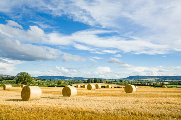 Circular hay bales and farmland with blue sky and English countryside. Shropshire, UK