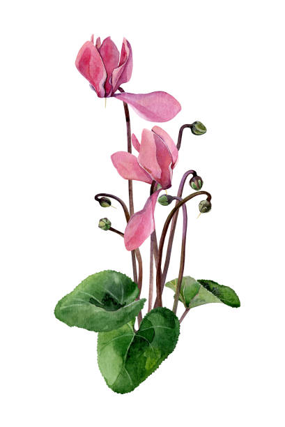 A small bouquet of watercolor pink cyclamen A small bouquet of watercolor pink cyclamen. For congratulations, invitations, weddings, birthday, anniversary cyclamen stock illustrations