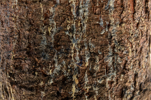 Closeup texture of tree bark with cracks pattern, abstract background image