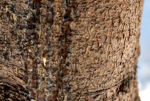 Closeup texture of tree bark with cracks pattern, abstract background image